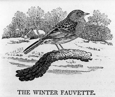 The Winter Fauvette, illustration from 