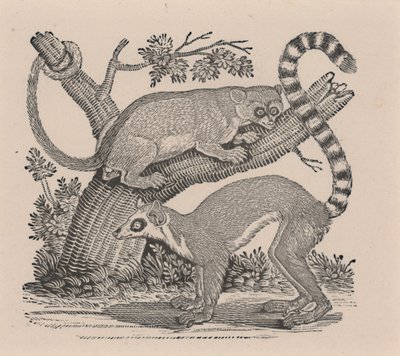"Dört Ayaklıların Genel Tarihi"nden İki Lemur by Thomas Bewick