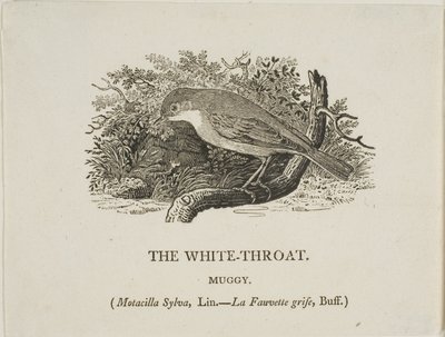 Beyaz Boğaz (Kuş) by Thomas Bewick