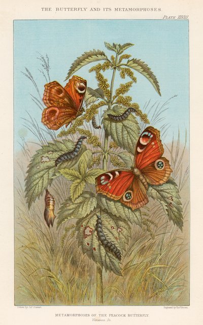 Tavus kuşu kelebeğinin metamorfozları, 1888 by Thomas Brown