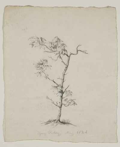 Genç Hickory by Thomas Cole