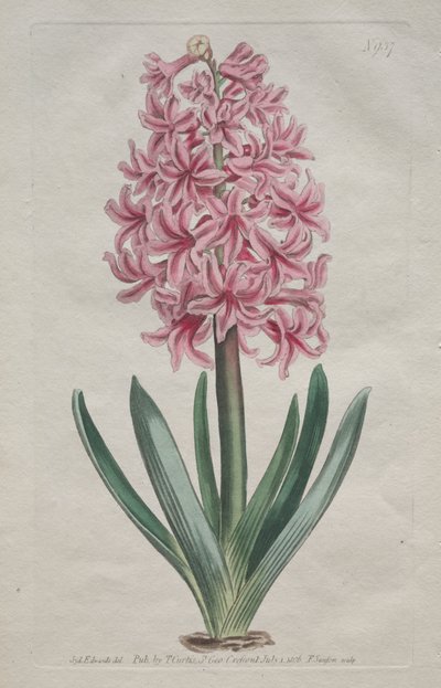 Sergilenen Botanik Dergisi veya Çiçek Bahçesi: Garden Hyacinth by Thomas Curtis