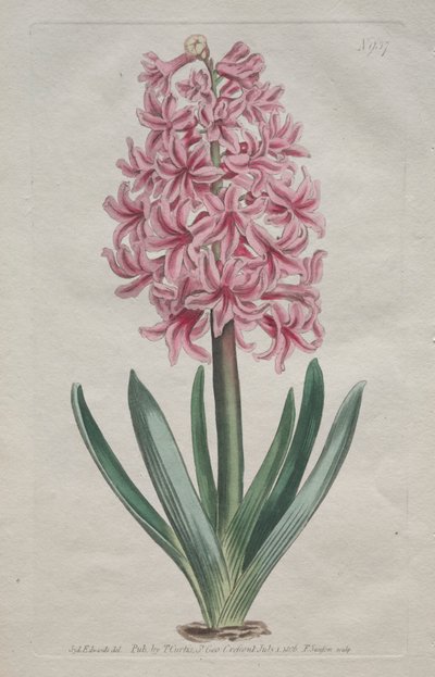 Sergilenen Botanik Dergisi veya Çiçek Bahçesi: Garden Hyacinth, 1806. by Thomas Curtis