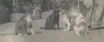 Dört Kedi, ca. 1895. by Thomas Eakins