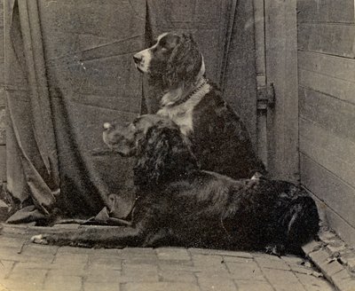 Thomas Eakins Köpekleri, 1884 by Thomas Eakins