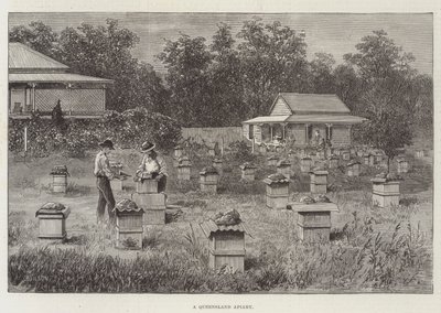 Queensland Arı Kovanı by Thomas Harrington Wilson
