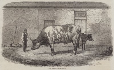 Avustralyalı Öküz Tooran by Thomas Harrington Wilson