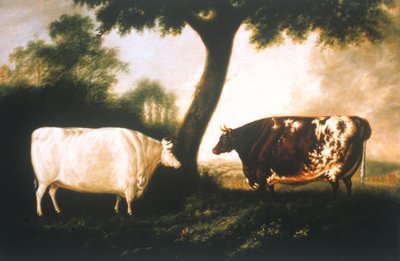 İki Kısa Boynuzlu Sığır by Thomas Harrington Wilson