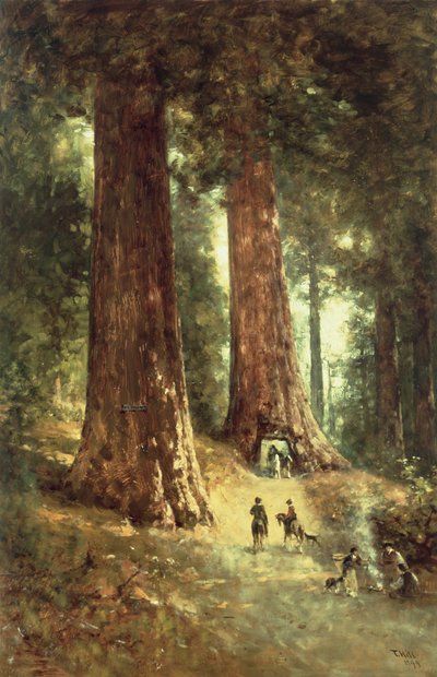 Redwoods