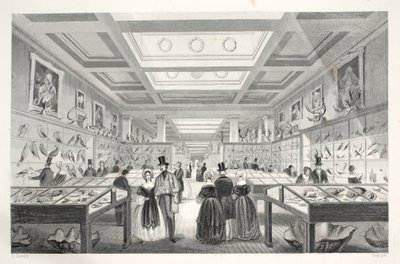 British Museum, Zoological Gallery, 
