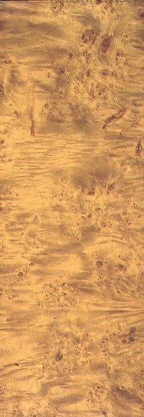 American Cottonwood, c.1851-62 (arduvaz üzerinde damarlanma) by Thomas Kershaw