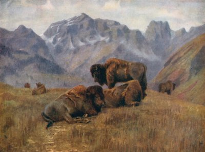 Yaz mevsiminde bufalo, Bow Range