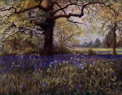 Kew Bahçeleri: Yabani Sümbüller (renkli taş) by Thomas Mower Martin