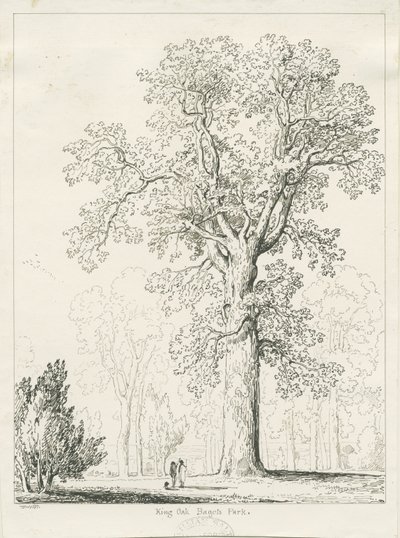 Blithfield - King Oak : kalem ve mürekkeple çizim by Thomas Peploe Wood