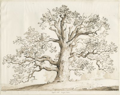 Blithfield - Squitch Oak : kalem ve yıkama, 1837 by Thomas Peploe Wood
