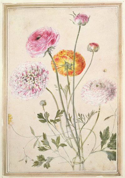 Çiçek Çalışması, c.1760 by Thomas Robins