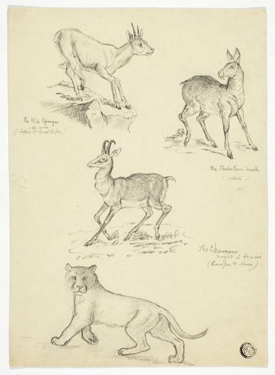 Güderi, Misk, Klipbok ve Aslan by Thomas Uwins