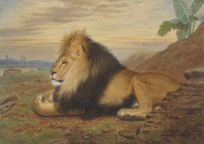 Bir aslan by Thomas William Wood