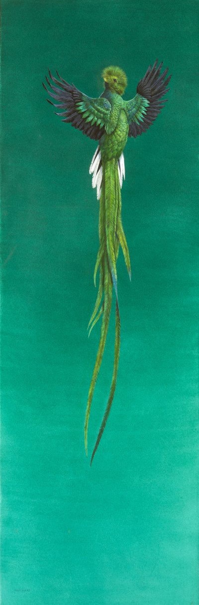 Quetzal (kağıt üzerine sulu boya ve guaj boya) by Tim Hayward