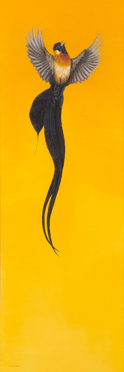 uçmak; sarı by Tim Hayward