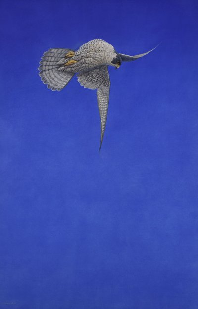 Tirbuşon Durağı; Alaca şahin by Tim Hayward