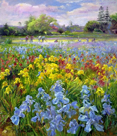 Çapa Takımı ve İris Tarlaları by Timothy Easton