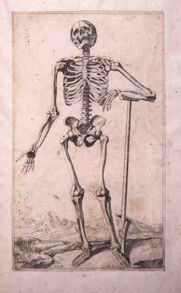 Anatomik çalışma, Domenico Maria Bonavera (d.1640) (aşındırma ve kuru nokta) by Titian (c.1488 1576) (after)