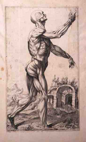 Anatomik çalışma, Domenico Maria Bonavera (d.1640) (aşındırma ve kuru nokta) by Titian (c.1488 1576) (after)