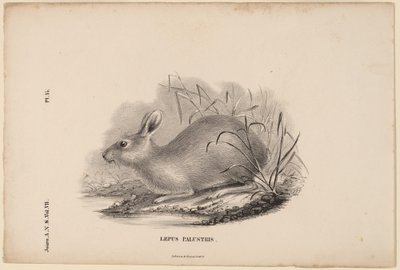 Lepus Palustris by Titian Ramsay Peale