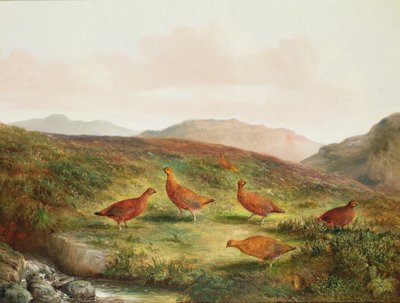 Moorland manzarasında orman tavuğu by Tom Hold