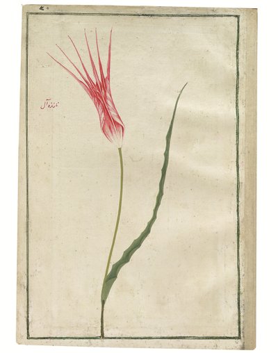 'Nazende-Âl' (Kibirli kızıl), kırmızı ve krem lale, 1725 dolayları (suluboya ve gövde rengi çizimi) by Turkish School
