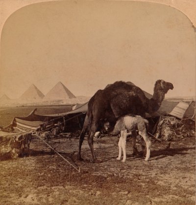 Çölün Bebeği, Mısır, 1896 by Unbekannt