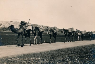 Şam