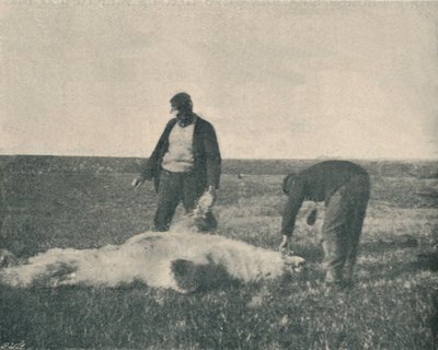 Ren Geyiği Adasında Ölü Bir Ayı 21 Ağustos 1893, 1893 1897 by Unbekannt