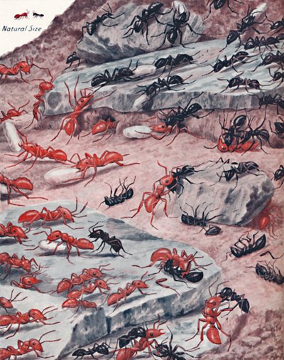 Karınca Dünyasında Şiddetli Bir Köle Baskını, 1935 by Unbekannt