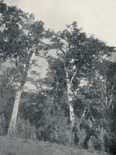 Temuco