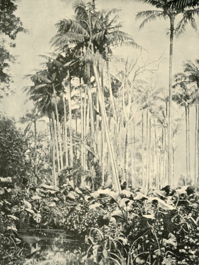 Bir Palmiye Korusu, 1901. by Unbekannt