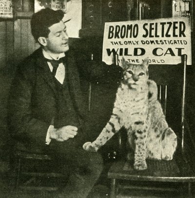 Evcil Bir Vahşi Kedi, . by Unbekannt
