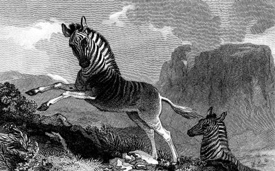 Bir Quagga, 1815 by Unbekannt