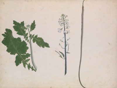 Bir Turp Bitkisi, Tohumu ve Çiçeği, 18. Yüzyılın Sonları. by Unbekannt