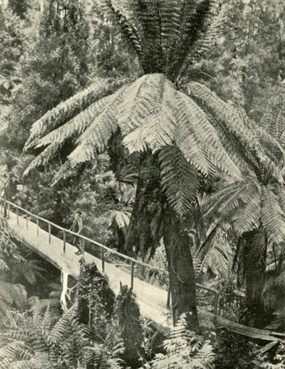 Rustik Bir Köprü, 1901. by Unbekannt