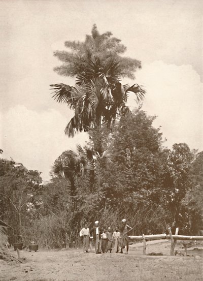 Çiçekte Bir Talipot Palmiye, 1900. by Unbekannt