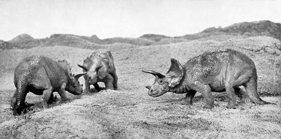 Bir grup triceratops, 20. yüzyıl by Unbekannt