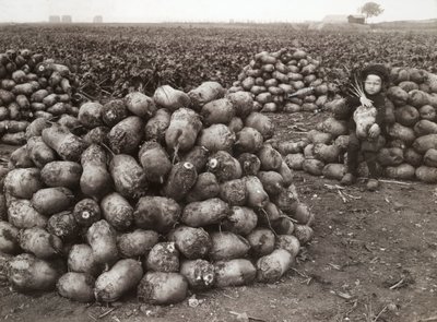 Landskrona yakınlarında, hasat edilmiş şalgam yığınları olan küçük bir kız, İsveç, 1910 by Unbekannt