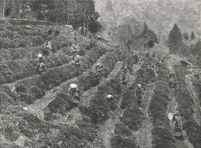 Kasabanın dışında bir çay tarlası, Kobe, Japonya, 1895. by Unbekannt