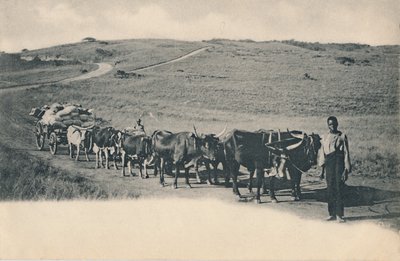 Tipik bir öküz vagonu - Güney Afrika, 20. yüzyılın başlarında. by Unbekannt