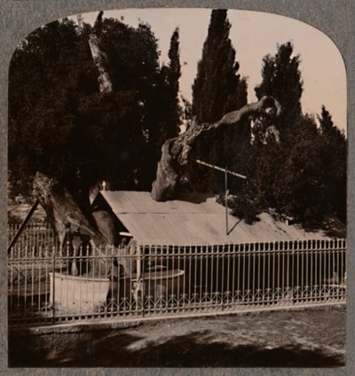 Hebron yakınlarındaki Abrahams Oak, c1900 by Unbekannt