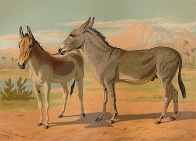 Habeş Vahşi Erkek Eşek ve Dişi Hint Onager, c1879. by Unbekannt