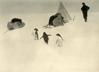 Adelie Penguenler bir Kampı ziyaret ediyor c1908, 1909. by Unbekannt