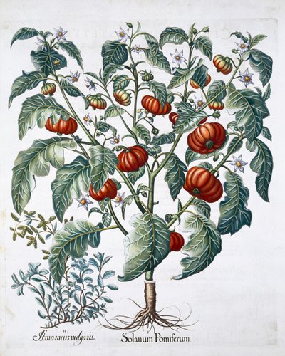 Afrika Domates ve Mercanköşk bitkileri, 1613 by Unbekannt